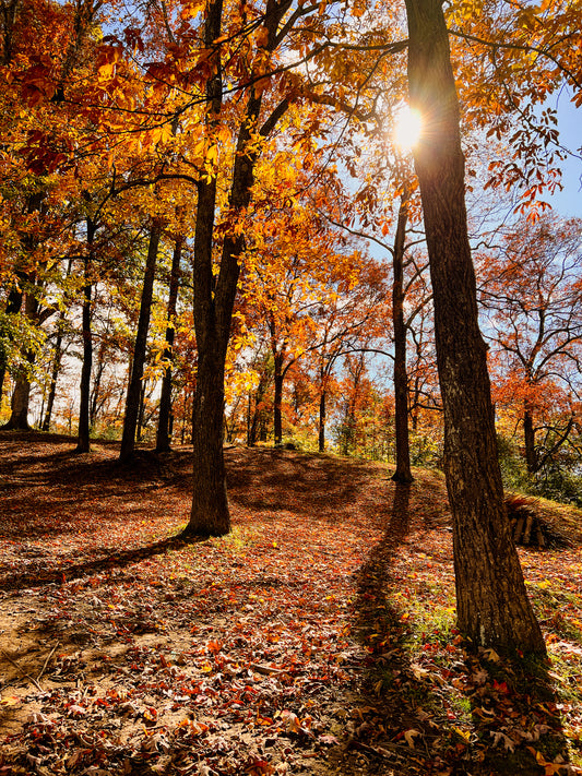 Catch Fall's Last Breath: What to Do with the Last Few Days of Fall